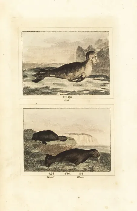 Framed Print : Harbour seal, manatee and walrus Framed Print : Harbour seal, manatee and walrus