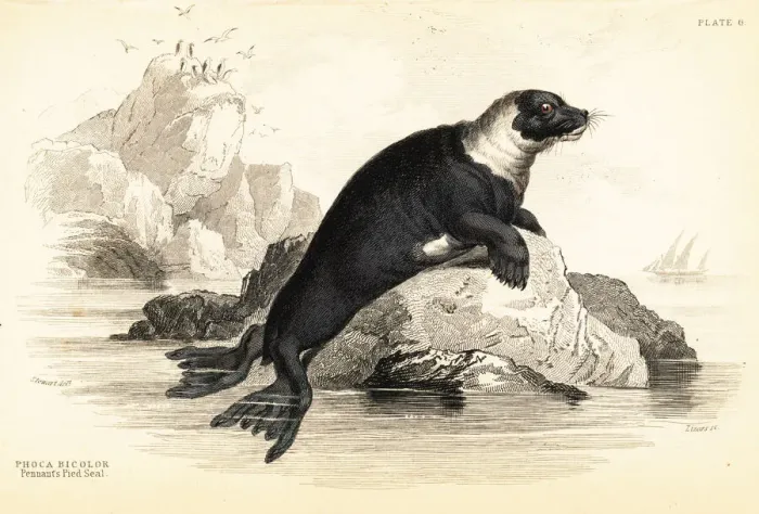 Framed Print : Harbour seal, Phoca vitulina Framed Print : Harbour seal, Phoca vitulina