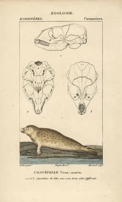 Framed Print : Harbour seal, Phoca vitulina, with sections through skull Framed Print : Harbour seal, Phoca vitulina, with sections through skull