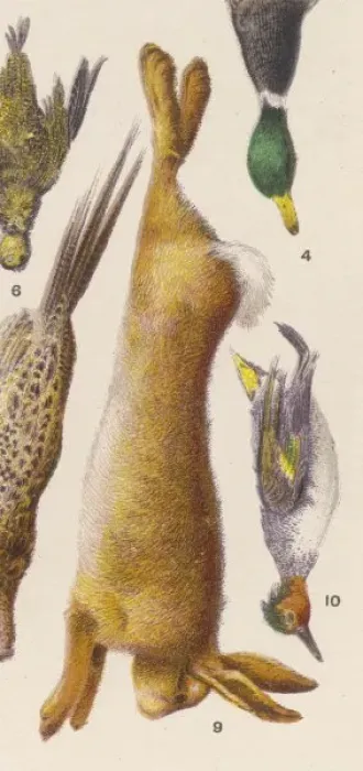 Framed Print : HARE. A hare Framed Print : HARE. A hare