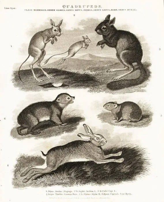 Framed Print : Hare, springhare, jerboa and hyrax species Framed Print : Hare, springhare, jerboa and hyrax species