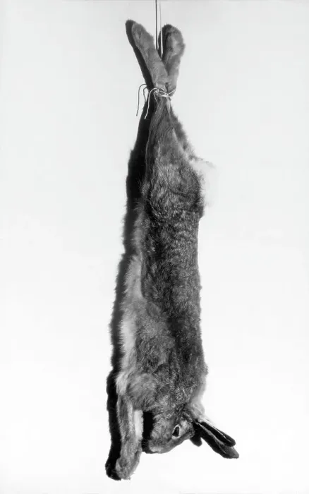 Framed Print : HARE STRUNG UP Framed Print : HARE STRUNG UP