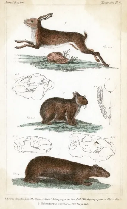 Framed Print : HARES / 3 TYPES C1830 Framed Print : HARES / 3 TYPES C1830
