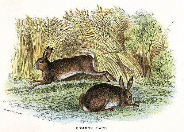 HARES  /  COMMON 19C. Two common hares. Date: 19th century