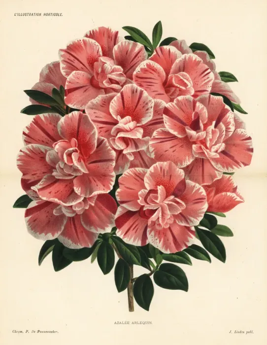 Framed Print : Harlequin azalea hybrid, Rhododendron indica Framed Print : Harlequin azalea hybrid, Rhododendron indica