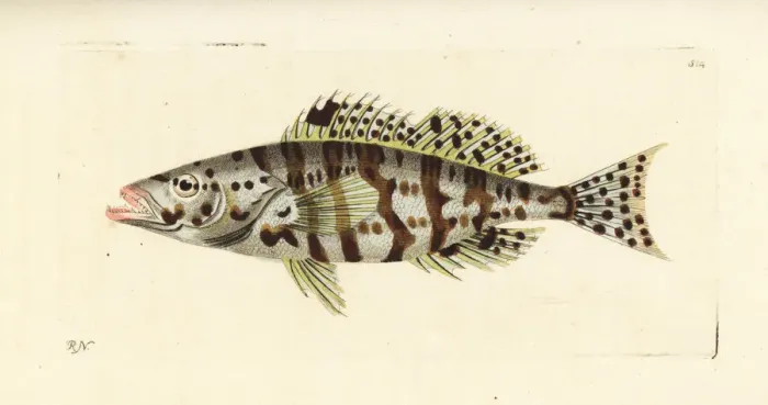 Framed Print : Harlequin bass, Serranus tigrinus Framed Print : Harlequin bass, Serranus tigrinus
