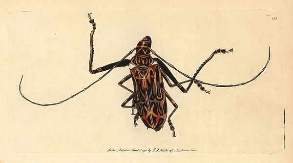 Harlequin beetle, Acrocinus longimanus
