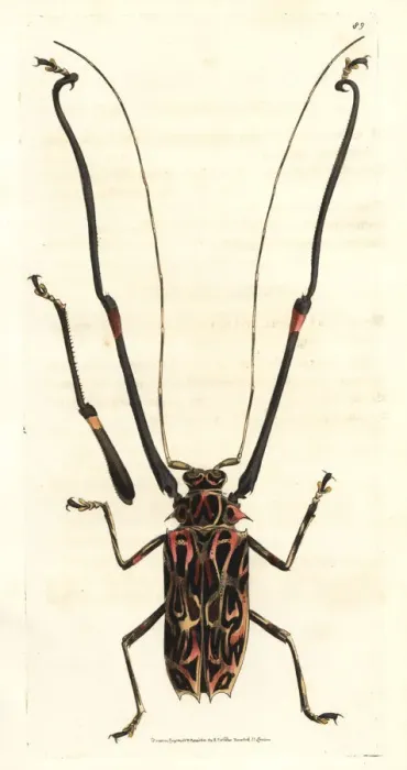 Framed Print : Harlequin beetle, Acrocinus longimanus Framed Print : Harlequin beetle, Acrocinus longimanus