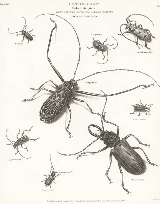 Framed Print : Harlequin beetle, long-horn beetle, etc Framed Print : Harlequin beetle, long-horn beetle, etc