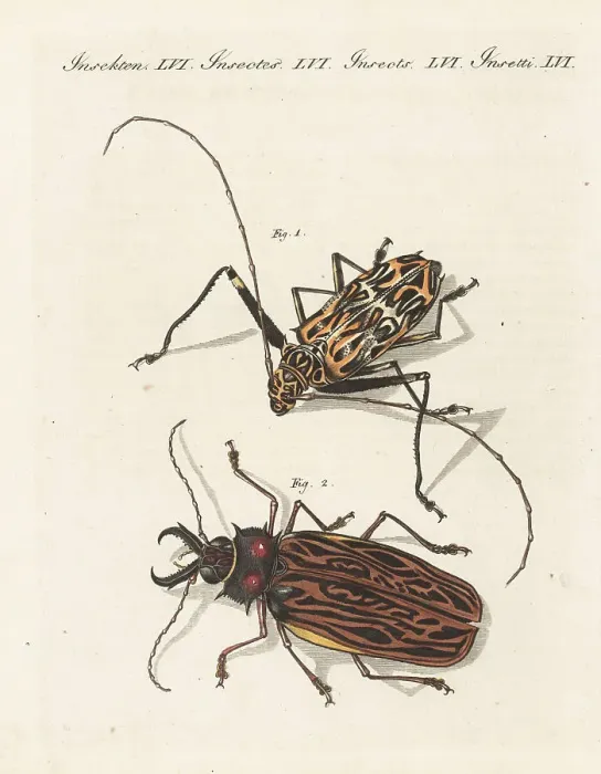 Framed Print : Harlequin beetle and vulnerable sabertooth longhorn beetle Framed Print : Harlequin beetle and vulnerable sabertooth longhorn beetle