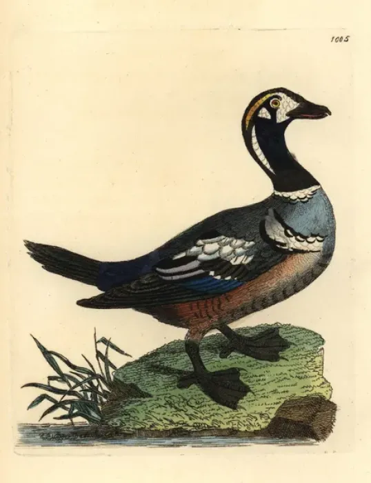 Framed Print : Harlequin duck, Histrionicus histrionicus Framed Print : Harlequin duck, Histrionicus histrionicus