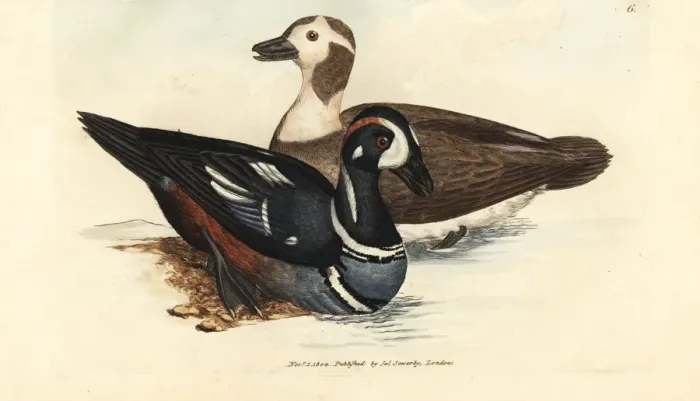 Framed Print : Harlequin duck, Histrionicus histrionicus Framed Print : Harlequin duck, Histrionicus histrionicus