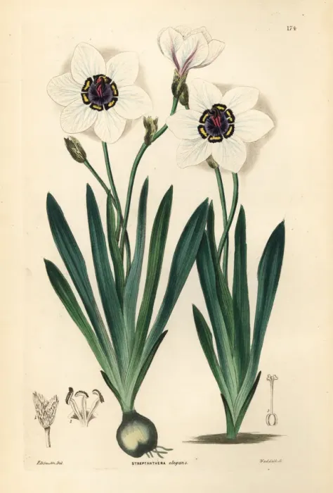 Framed Print : Harlequin flower, Sparaxis elegans Framed Print : Harlequin flower, Sparaxis elegans
