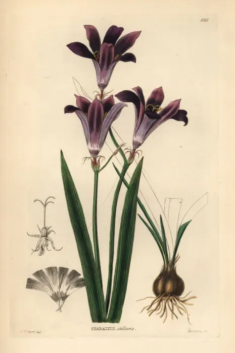 Framed Print : Harlequin flower, Sparaxis grandiflora Framed Print : Harlequin flower, Sparaxis grandiflora