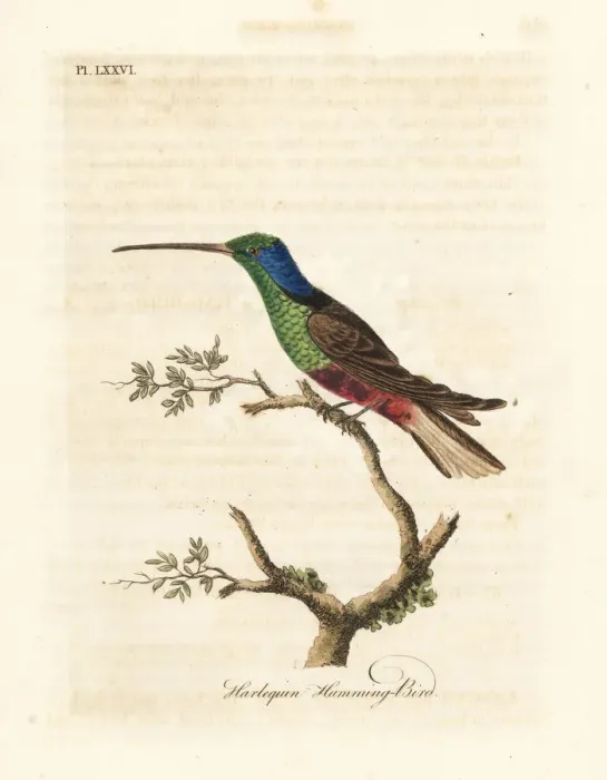 Framed Print : Harlequin hummingbird, Trochilus multicolor Framed Print : Harlequin hummingbird, Trochilus multicolor