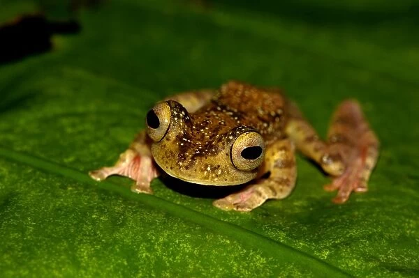 A Harlequin Tree Frog climbs up a leaf of a ginger-plant