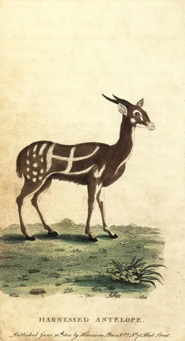 Framed Print : Harnessed bushbuck or kewel, Tragelaphus scriptus Framed Print : Harnessed bushbuck or kewel, Tragelaphus scriptus