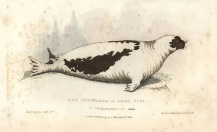 Framed Print : Harp seal, Pagophilus groenlandicus Framed Print : Harp seal, Pagophilus groenlandicus