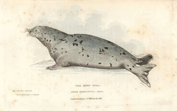 Harp seal, Pagophilus groenlandicus. Female