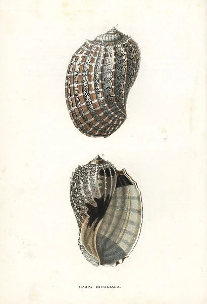 Harpa crenata shell
