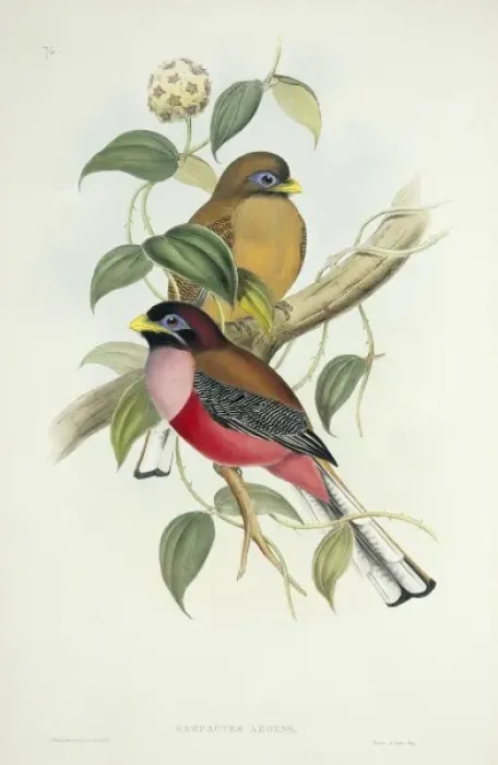 Framed Print : Harpactes ardens, Philippine trogon Framed Print : Harpactes ardens, Philippine trogon