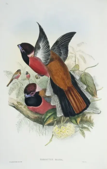 Framed Print : Harpactes diardi, Diards trogon Framed Print : Harpactes diardi, Diards trogon