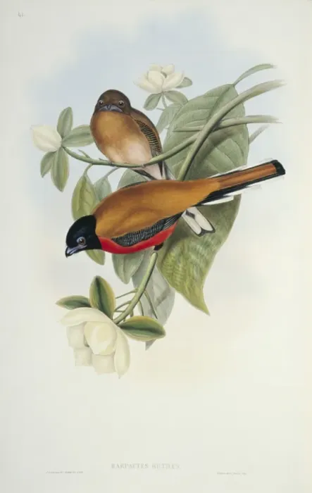 Framed Print : Harpactes orrhophaeus, cinnamon-rumped trogon Framed Print : Harpactes orrhophaeus, cinnamon-rumped trogon