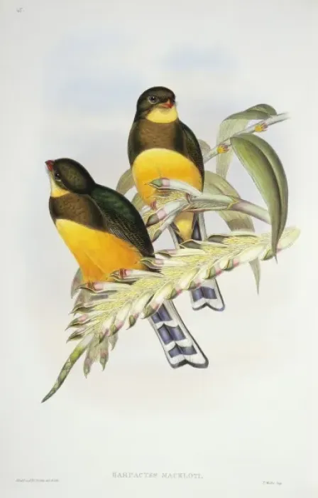 Framed Print : Harpactes reinwardtii mackloti, red-billed trogon Framed Print : Harpactes reinwardtii mackloti, red-billed trogon