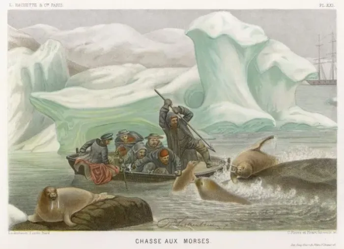 Framed Print : Harpooning / Walrus / 1865 Framed Print : Harpooning / Walrus / 1865
