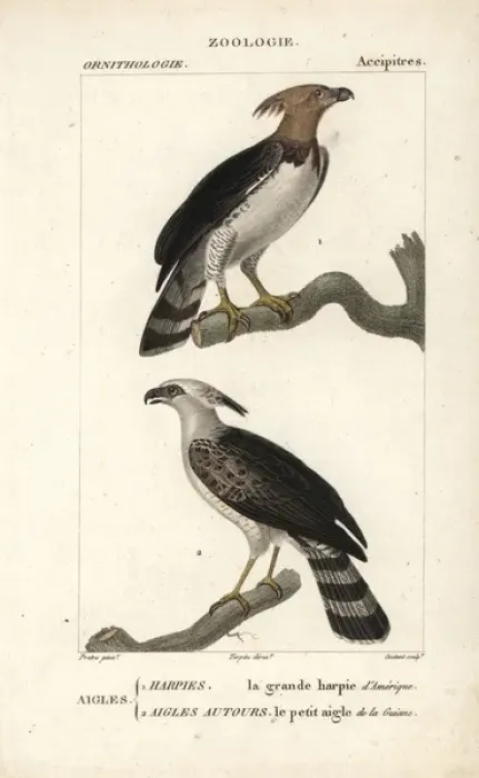 Framed Print : Harpy eagle, Harpia harpyja, and crested eagle Framed Print : Harpy eagle, Harpia harpyja, and crested eagle