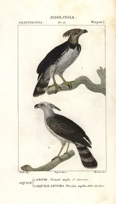 Framed Print : Harpy eagle, Harpia harpyja (near threatened) Framed Print : Harpy eagle, Harpia harpyja (near threatened)
