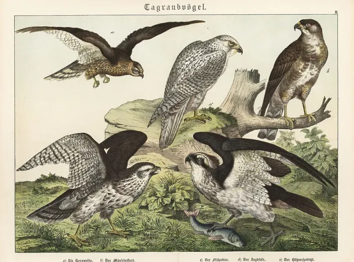 Framed Print : Harrier, buzzard, osprey, gyrfalcon and goshawk Framed Print : Harrier, buzzard, osprey, gyrfalcon and goshawk