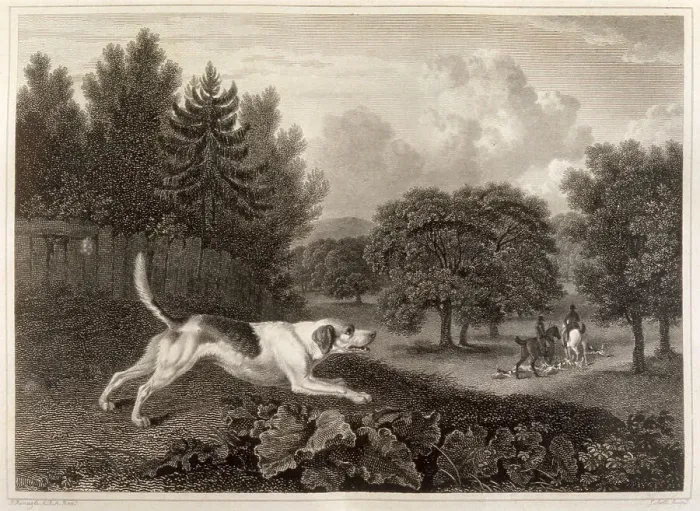 Framed Print : A harrier hound hunting with his master. Date: 1804 Framed Print : A harrier hound hunting with his master. Date: 1804
