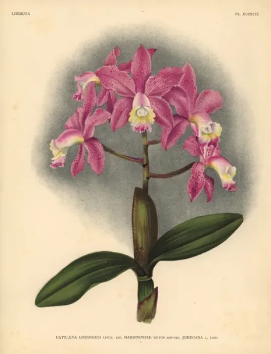 Framed Print : Harrisoniae variety of Cattleya loddigesi, Lindl, orchid Framed Print : Harrisoniae variety of Cattleya loddigesi, Lindl, orchid
