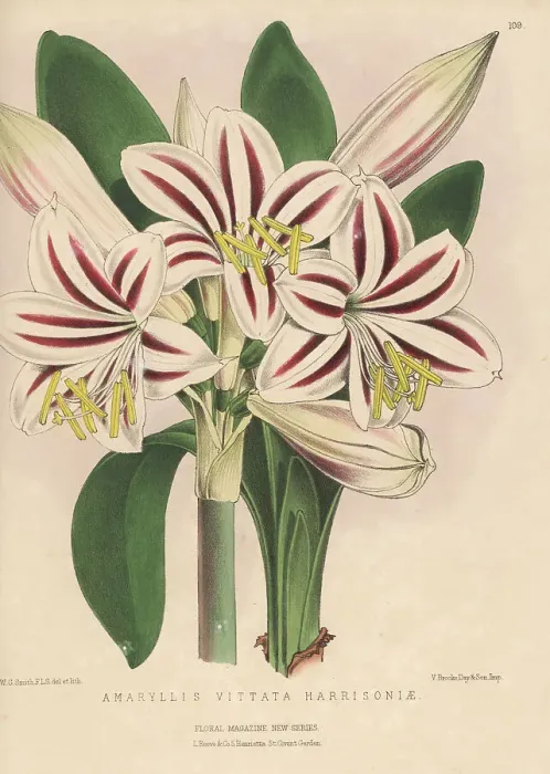 Framed Print : Harrison's amaryllis, Hippeastrum vittatum Framed Print : Harrison's amaryllis, Hippeastrum vittatum
