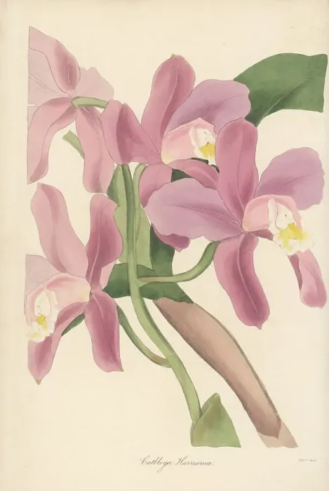 Framed Print : Harrison's cattleya orchid, Cattleya harrisoniana Framed Print : Harrison's cattleya orchid, Cattleya harrisoniana