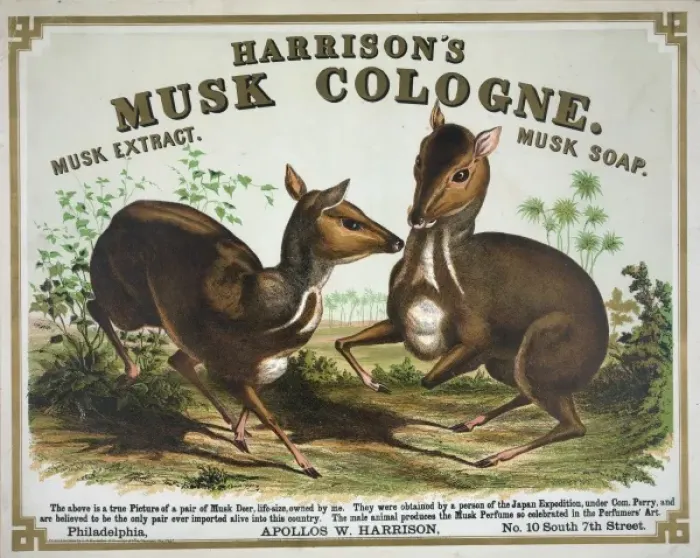 Framed Print : Harrisons musk cologne. Philadelphia musk deer Framed Print : Harrisons musk cologne. Philadelphia musk deer
