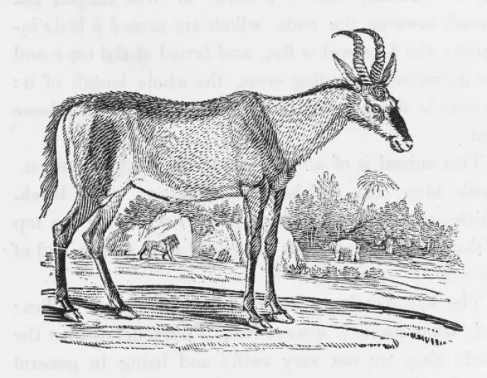 Framed Print : Hartbeest (Bewick) Framed Print : Hartbeest (Bewick)