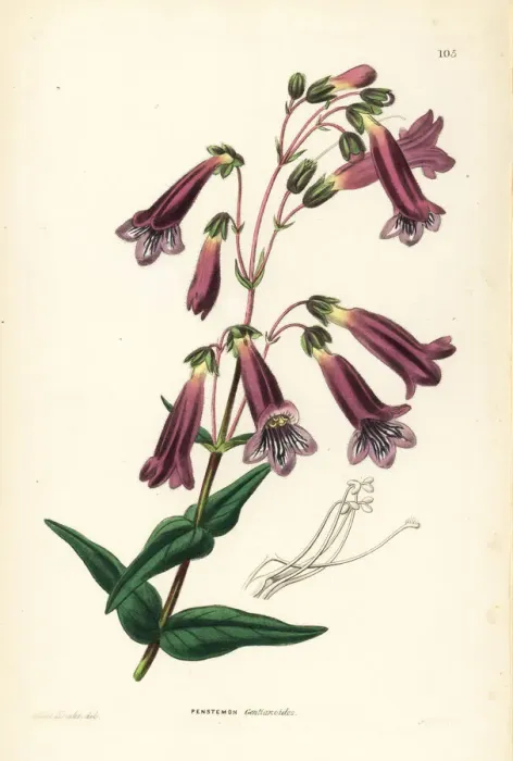 Framed Print : Hartwegs penstemon, Penstemon hartwegii Framed Print : Hartwegs penstemon, Penstemon hartwegii