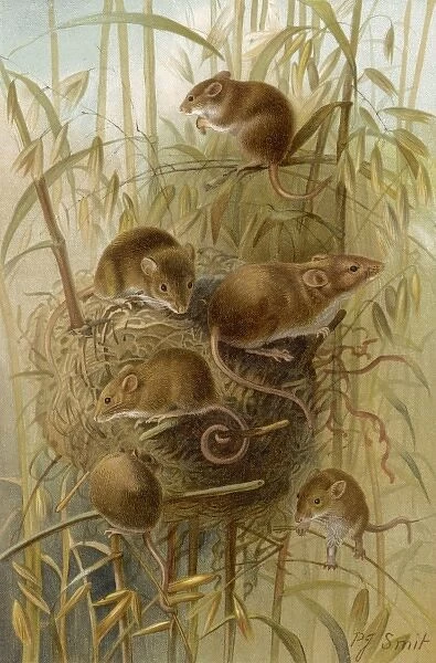 Harvest Mice & Nest 19C