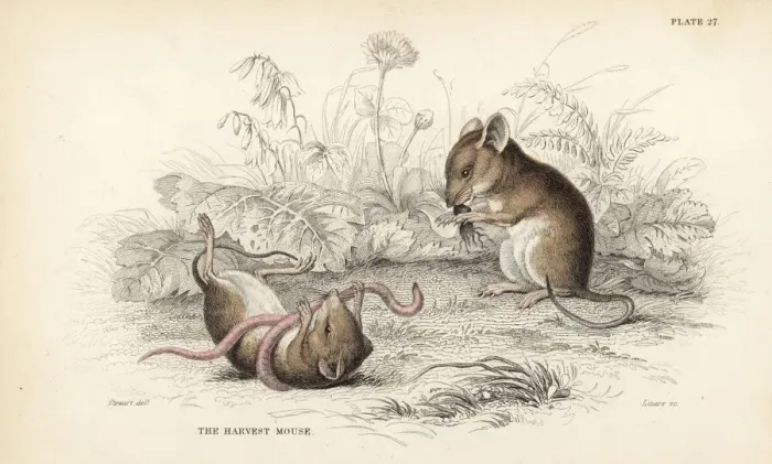 Framed Print : Harvest mouse, Micromys minutus (Mus messorius), with worm Framed Print : Harvest mouse, Micromys minutus (Mus messorius), with worm