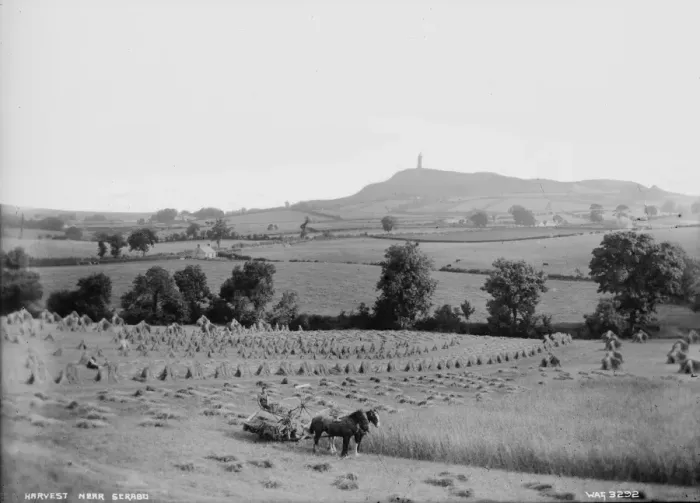 Framed Print : Harvest near Scrabo Framed Print : Harvest near Scrabo
