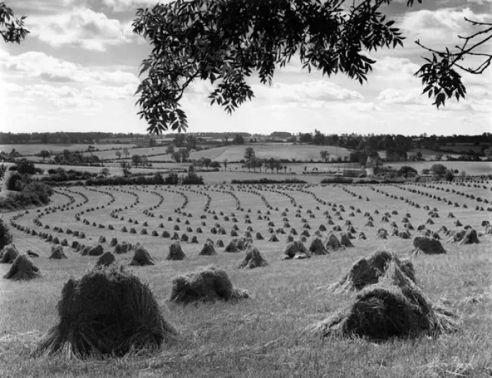 Framed Print : Harvest Stooks Framed Print : Harvest Stooks