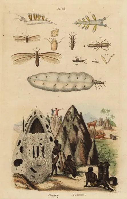 Framed Print : Harvester termite and mound, and sea slug Framed Print : Harvester termite and mound, and sea slug