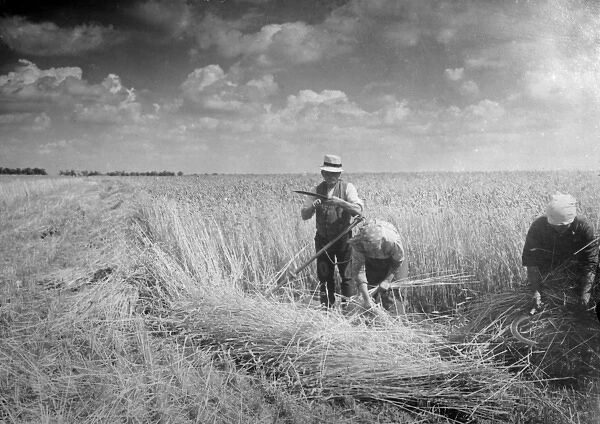 Harvesting 1930S