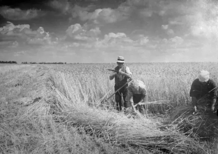 Framed Print : Harvesting 1930S Framed Print : Harvesting 1930S