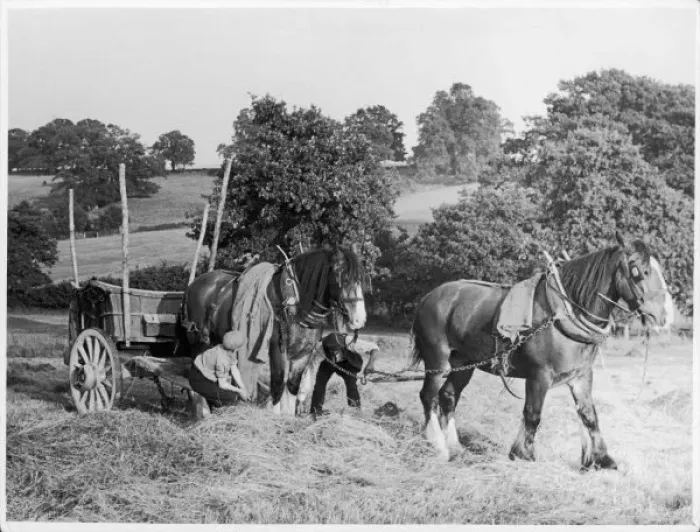 Framed Print : Harvesting 1930S Framed Print : Harvesting 1930S