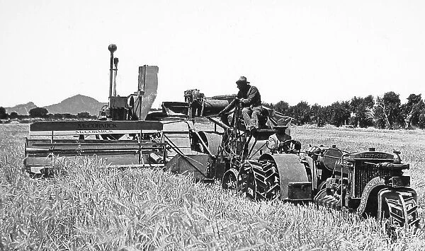 Harvesting barley Fort Collins Colorado USA early 1900s