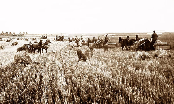 Harvesting on the Canadian Prairies, early 1900s