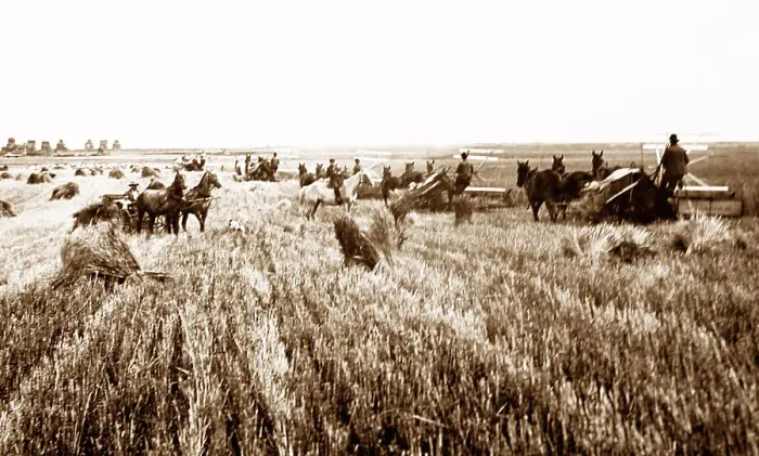 Framed Print : Harvesting on the Canadian Prairies, early 1900s Framed Print : Harvesting on the Canadian Prairies, early 1900s